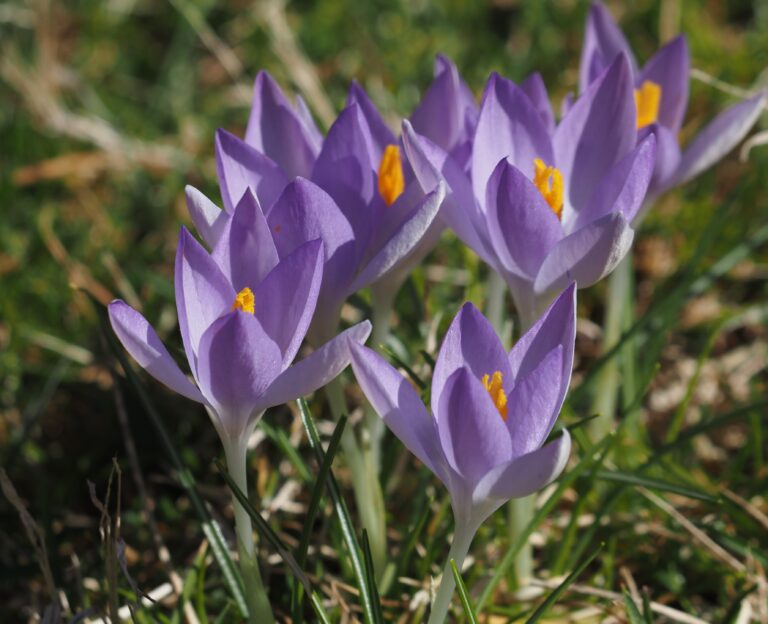 Quaint Little Flowers
